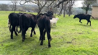 Herding Sheep and Cows Across Vast Distances A Fascinating Journey [upl. by O'Malley48]