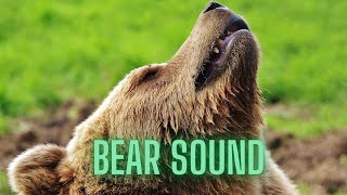 Bear sound effect roar  black bear sounds effects [upl. by Lhamaj]