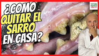 🔴 CÓMO QUITAR y ELIMINAR EL SARRO DENTAL EN PERROS 💚 FÁCIL Y RÁPIDO Y LA CARIES [upl. by Selda]