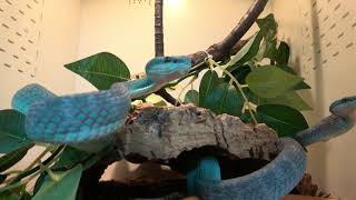 Blue Insular Pit Vipers [upl. by Ahsinauj]