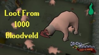 Old School RuneScape Loot From 1000 Bloodveld [upl. by Tillion]