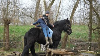 How to mount a draft horse part 3 [upl. by Inverson]