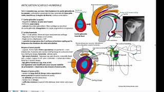 Articulation scapulohumérale [upl. by Nujra]