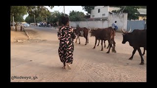 NDJAMENA  Nadeeya Fresstyle dance [upl. by Enida]