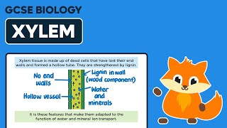 Xylem  GCSE Biology [upl. by Nohsav68]