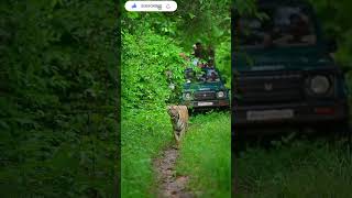 Nayan Tara female tiger from tadoba national park in moharli get [upl. by Nolitta]