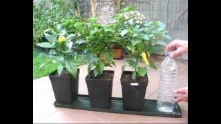 DIY self watering system for pot plants part1 Hydroponics basic [upl. by Weirick]