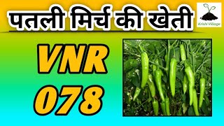 सितम्बर माह में हरी मिर्च की खेती I VNR 078 Green Mirch ki kheti [upl. by Ianahs325]