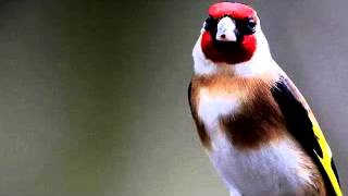 My Goldfinch sings a tutor song تغريد حسون جميل [upl. by Saber]