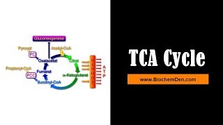 TCA Cycle Krebs cycle animation and Citric acid cycle and its Significance [upl. by Aicenaj754]