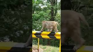 MONKEYS AT ASL KULDANA MURREE [upl. by Sandor230]