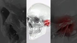 TMJ Disorders 3D Animation [upl. by Enyawud]