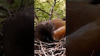 Rufous treepie bird babies P 5 shortvideo trendingshorts [upl. by Abekam]