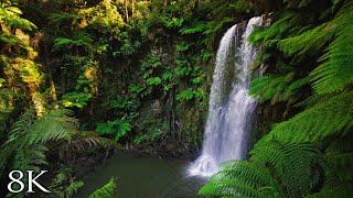 Australian Rainforest Relaxation in 8K  1HR Ambient Nature Relaxation™ Film with Music [upl. by Derwood]