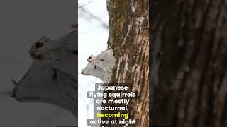 The Adorable Gliders of Japan Facts About the Japanese Flying Squirrel 🐿️💨flyingsquirrel animals [upl. by Nor]