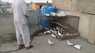 Galwa Kabootar Pakra  Hashim Mahmood Pigeons [upl. by Refanej]