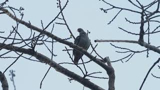 Pemba Green Pigeon Treron pembaensis [upl. by Adnic]