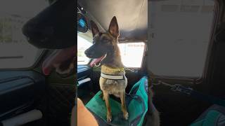 Kralsın Kral Maria belçikakurdu malinois köpekeğitim enerji dost malinoislove offroad 4x4 [upl. by Ariik]