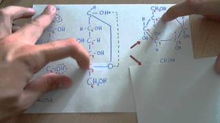 Ciclación de la glucosa aldohexosa [upl. by Aryad]