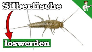 Silberfische loswerden für immer  SO klappt es ❌ [upl. by Tami]