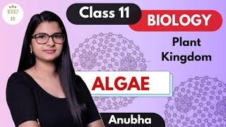 Class 11  Algae Plant Kingdom  NCERT [upl. by Aihsar820]