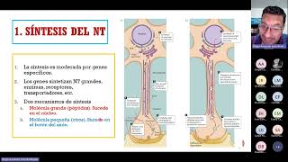 Síntesis de neurotransmisores [upl. by Eikkin797]