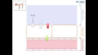 The Kidneys Role in Acid Base Balance [upl. by Artinek]