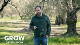 Meet a GROWer  Pavlos Georgiadis and his ancient olive grove in Greece [upl. by Anigger]