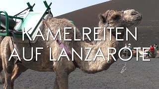 Kreuzfahrt Kanaren mit AIDAblu 2017  Kamelreiten im TimanfayaNationalpark Lanzarote [upl. by Oicnevuj]