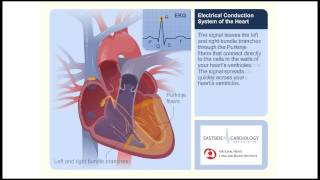 Electrical Conduction System of the Heart In relation to ECGEKGmp4 [upl. by Ardnoed]