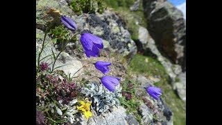 Taschhorn Alphubel and Lagginhorn solo climb  2018 [upl. by Saied]