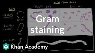 Bacterial characteristics  Gram staining  Cells  MCAT  Khan Academy [upl. by Rella]