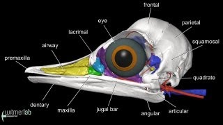 Visible Interactive Ostrich  labelled head amp skull anatomy [upl. by Nairoc]