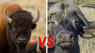 Bison VS Buffalo [upl. by Octavian]