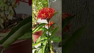 Ixora Coccinea Red floweryoutubeshorts viralvideo trending plz nature subscribe  😌😌 [upl. by Sudnor]