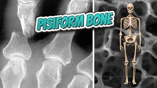 Pisiform bone 🦴 Everything Human Anatomy Bones 🦴 [upl. by Wadsworth]