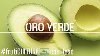 Cómo PODAR y multiplicar AGUACATES con éxito por Acodo Aéreo 🥑🌳 LdN frutiCULTURA [upl. by Daukas]