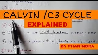 CALVIN CYCLE  C3 CYCLE  BY PHANINDRA GUPTA [upl. by Atnoed346]