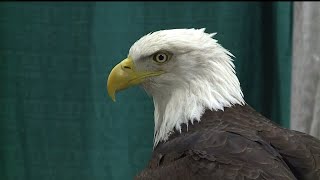 Enjoy Bald Eagle Days with a special performance from the Inter Tribal League of American Indians [upl. by Ik400]