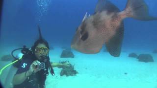 Triggerfish attacks camera and diver  on Carib Cargo in Sint Maarten [upl. by Chipman]