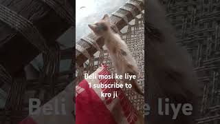 Bili mosi ke liye subscribe kar ji [upl. by Renard800]