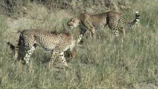 Serval Vs Cheetahs in Serengeti [upl. by Keviv319]