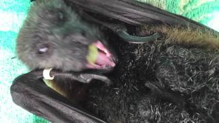 Old bat eats grapes [upl. by Kosaka]