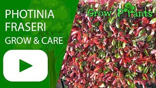 Photinia fraseri  grow and care beautiful hedge plant [upl. by Dredi]