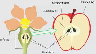 Taxonomía del reino plantas  1ESO [upl. by Armyn]