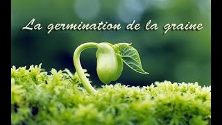 La germination de la graine [upl. by Jacy]