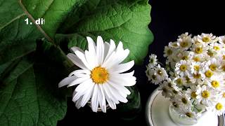 how to differentiate chamomile and feverfew [upl. by Yasdnil]