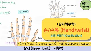 상지해부손손목Hand amp Carpal bones amp 뼈되기ossification [upl. by Naujahs538]