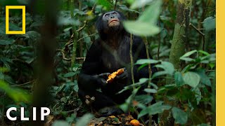 Bonobos Hunt Down Colobus Monkeys  Queens  National Geographic [upl. by Thurston]