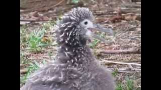 Laysan Albatross chick swallowing a meal [upl. by Fronnia]